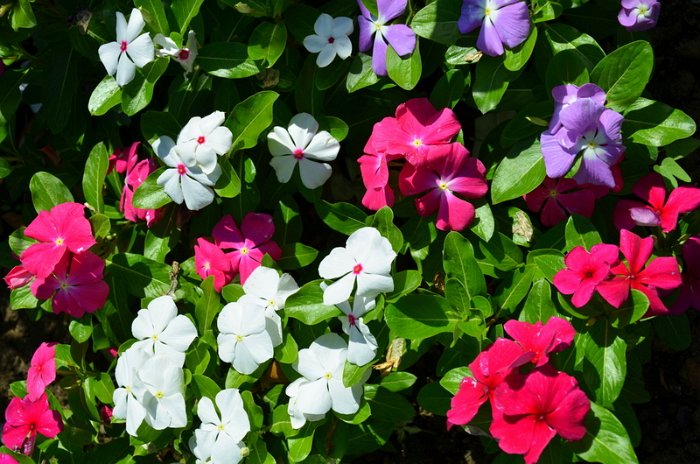 Catharanthus roseus 'Titan melange' (2)